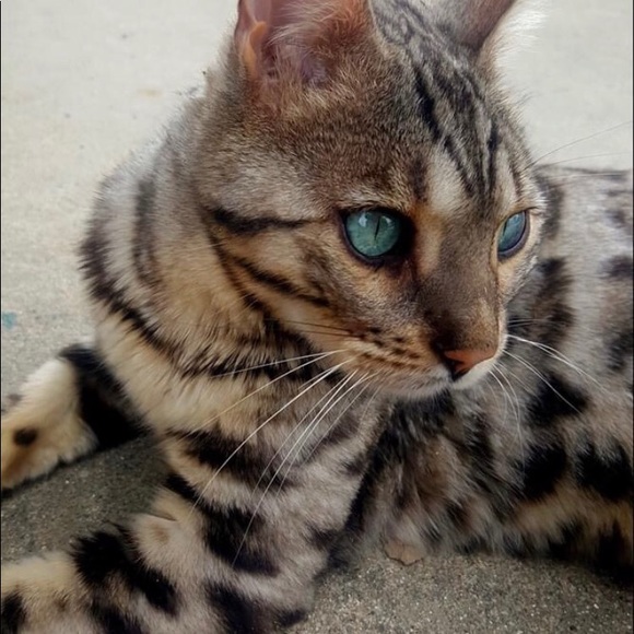 Meet your Posher, Candy - Picture 1 of 1